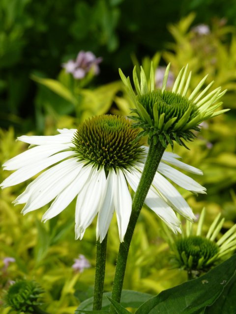 Echinacea purpurea 'Baby White Swan'